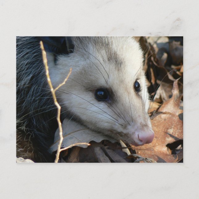 Opossum Postcard. Postcard (Front)
