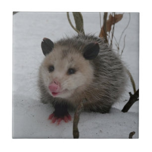 Opossum Tile