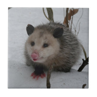 Opossum Tile