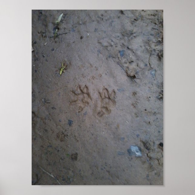 Opossum tracks poster. poster (Front)