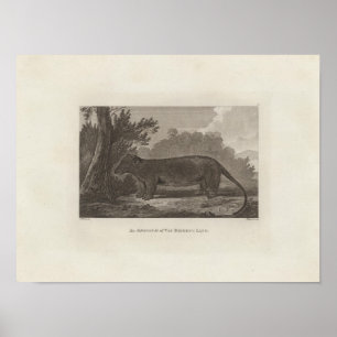 Opossum, Van Diemen's Land, Tasmania Poster
