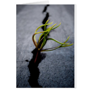 Opportunity