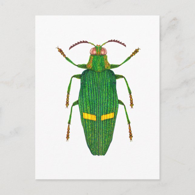 Opulent jewel beetle postcard (Front)