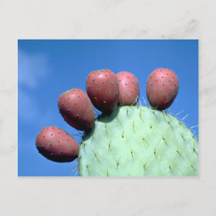 Opuntia megacantha (prickly pear) Desert Postcard