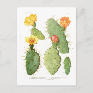 Opuntias Postcard
