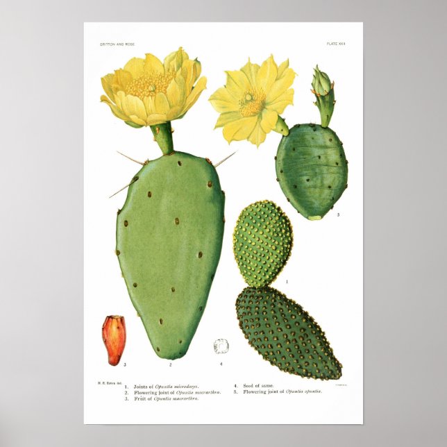 Opuntias Poster (Front)