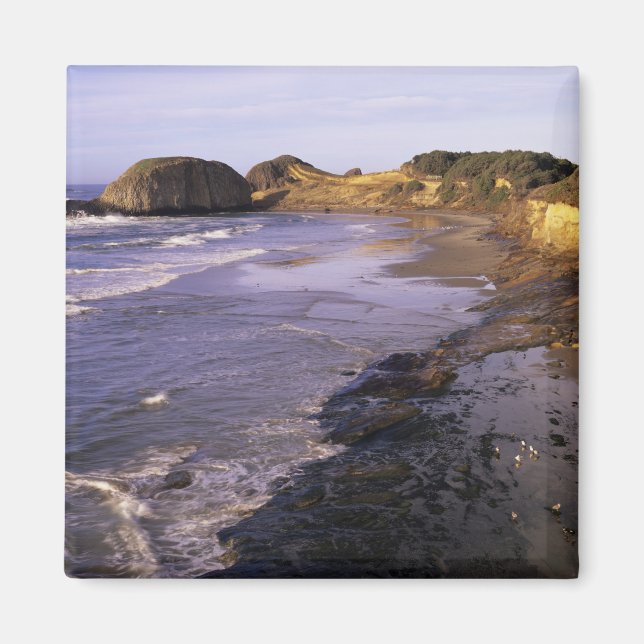 OR, Oregon Coast, Newport, shoreline at Seal Magnet (Front)