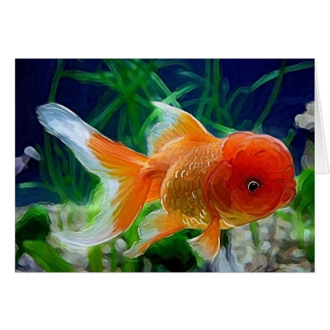 Oranda Goldfish (Front Horizontal)
