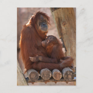 Orang Mother & Child 7312 Postcard