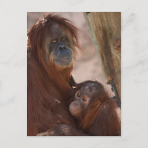Orang Mum and Child Postcard