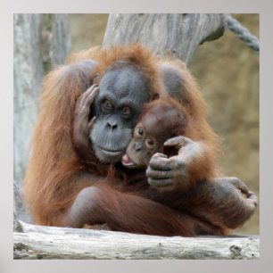 Orang Utan 001 Poster