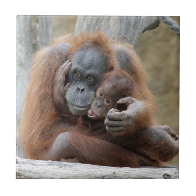 Orang Utan 001 Tile (Front)