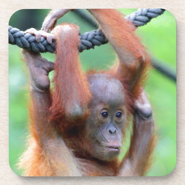 Orang Utan 029 Coaster (Front)