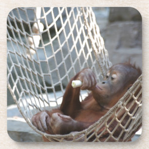 Orang-Utan Coaster