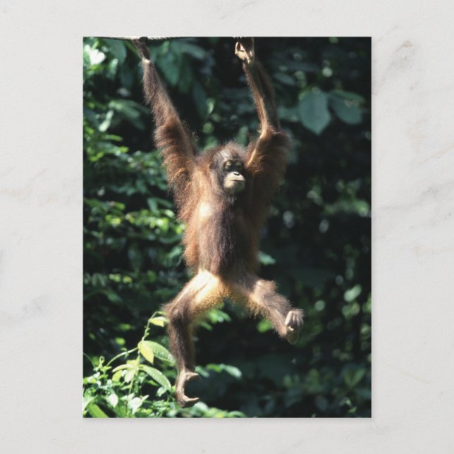 Orang utan in Borneo Postcard (Front)