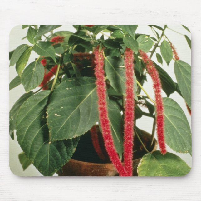 Orange Acalypha Hispida Chenille Plant flowers Mouse Pad (Front)