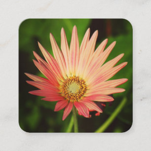 Orange African Daisy Square Business Card