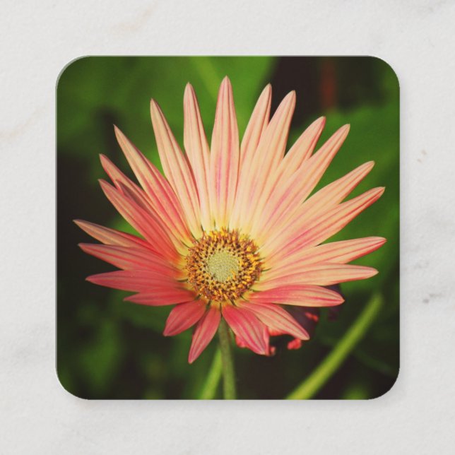Orange African Daisy Square Business Card (Front)