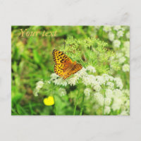 Orange and Black Butterfly White Flowers