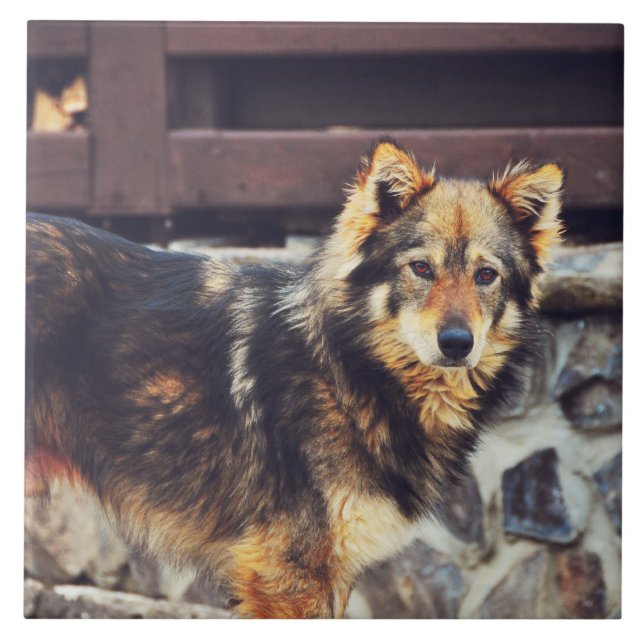 Orange and black dog tile (Front)