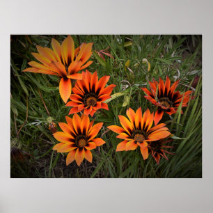 Orange and Black Gazanias Poster