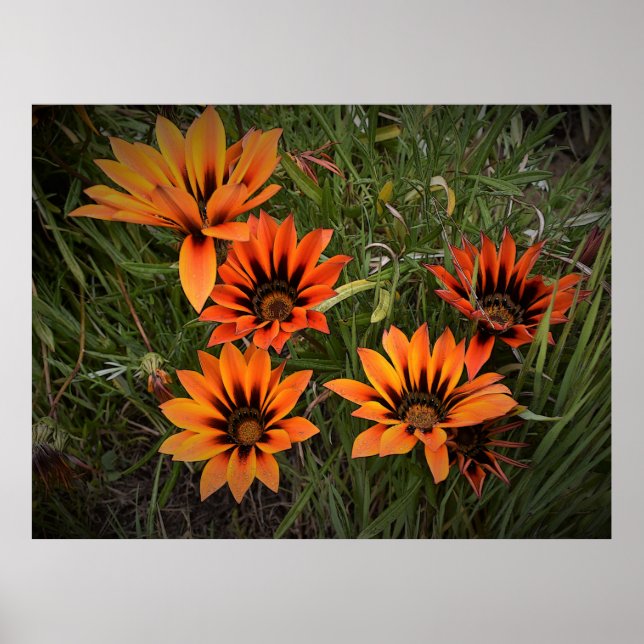 Orange and Black Gazanias Poster (Front)