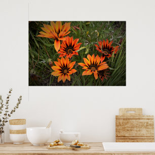 Orange and Black Gazanias Poster