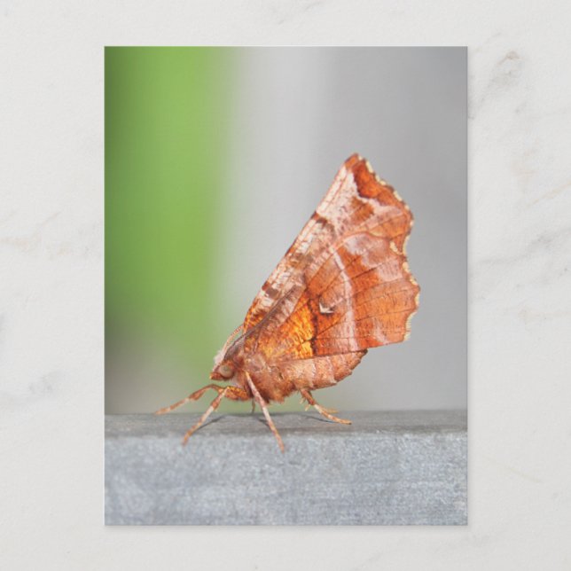 Orange and Brown Moth. Postcard (Front)