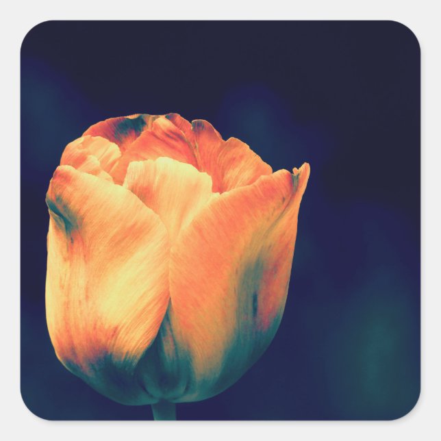 Orange and Green Tulips *Customise* Square Sticker (Front)