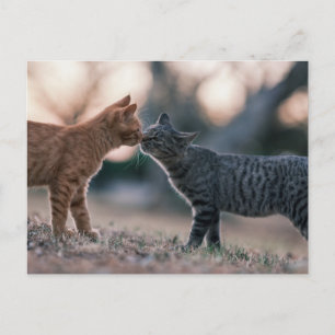 Orange and Grey Tabby Cats Touching Noses Postcard