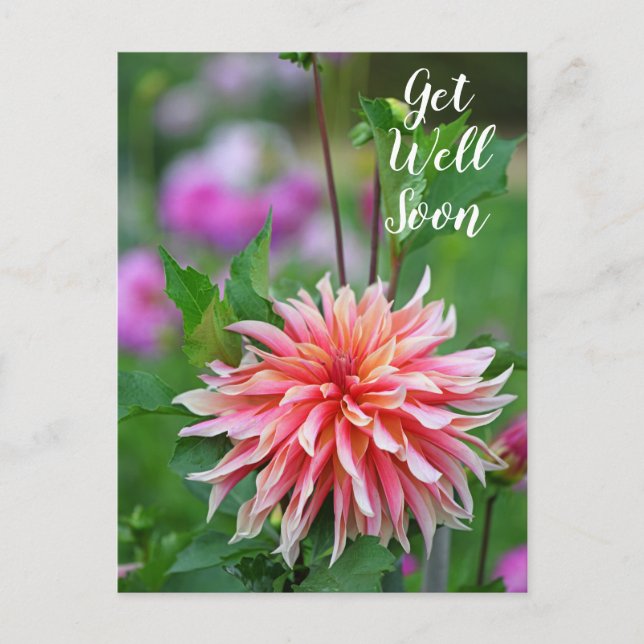 Orange and Pink Dahlia Flower Get Well Soon Postcard (Front)