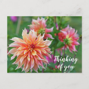 Orange and Pink Dahlia Flower Thinking of you Postcard