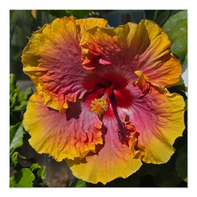 Orange and Pink Hibiscus Poster (Front)