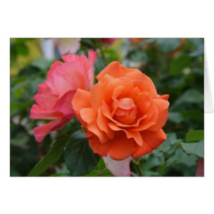 Orange And Pink Rose