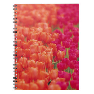 Orange and Pink Tulips Spiral Notebook