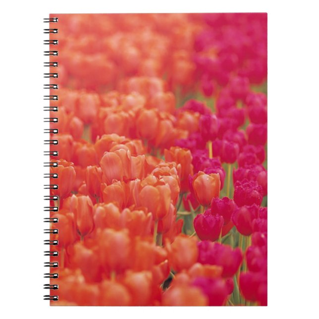 Orange and Pink Tulips Spiral Notebook (Front)