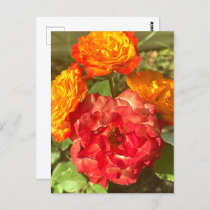 Orange And Red Flower Garden Postcard