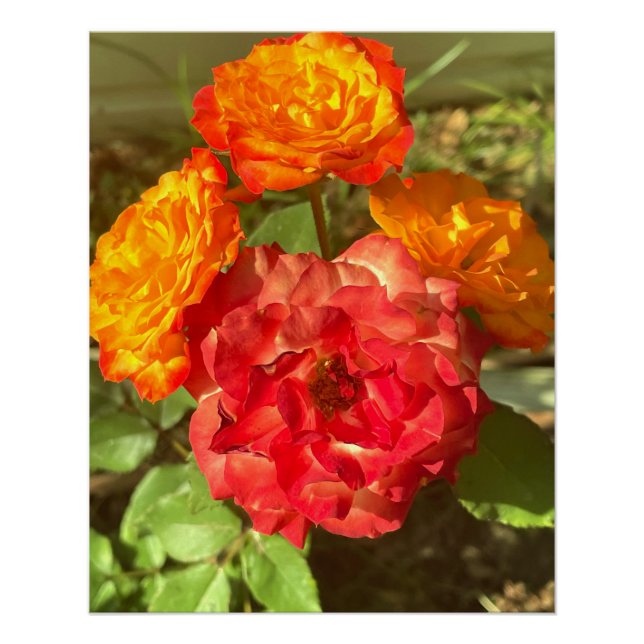 Orange And Red Flower Garden Poster (Front)