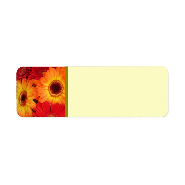 Orange and Red Gerber Daisies (Front)