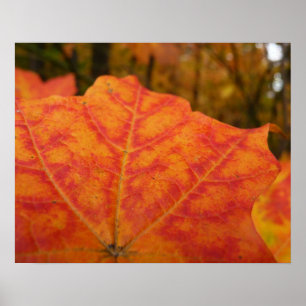 Orange and Red Maple Leaf Abstract Autumn Nature Poster