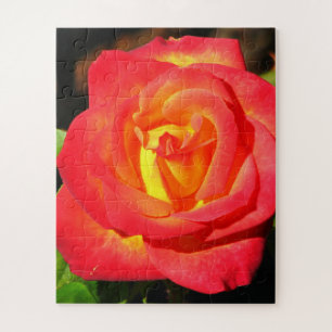 Orange and Red Rose Up Close Jigsaw Puzzle