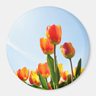 Orange and red tulips from below magnet