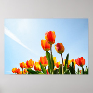 Orange and red tulips from below poster