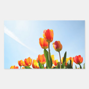 Orange and red tulips from below rectangular sticker