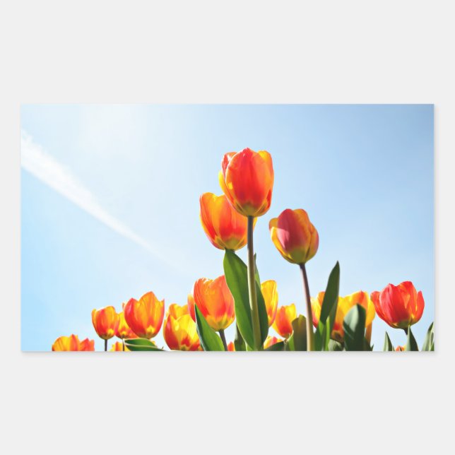 Orange and red tulips from below rectangular sticker (Front)