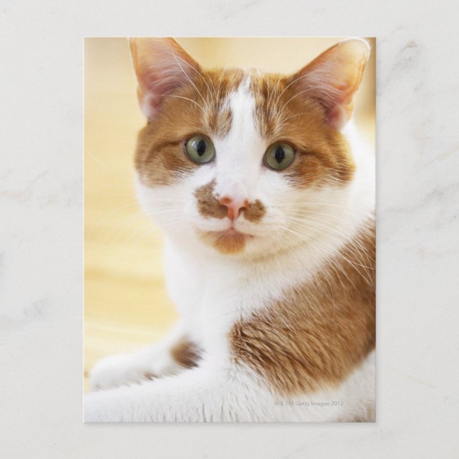 orange and white cat looking at camera postcard (Front)