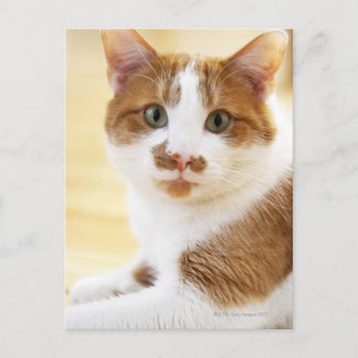 orange and white cat looking at camera postcard