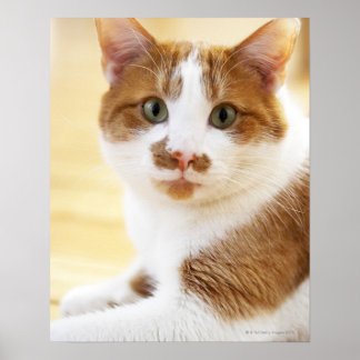orange and white cat looking at camera poster