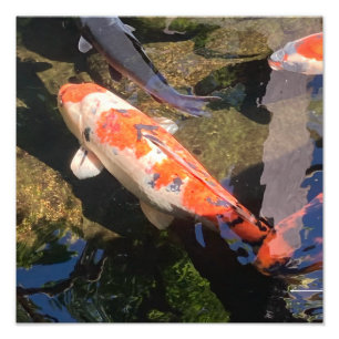 Orange and White Koi Fish in San Diego Photo Print