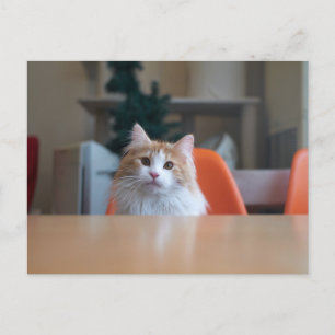 Orange and White Long Haired Cat Postcard